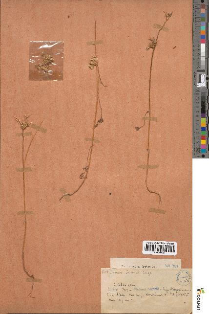 spécimen de Daucus durieua