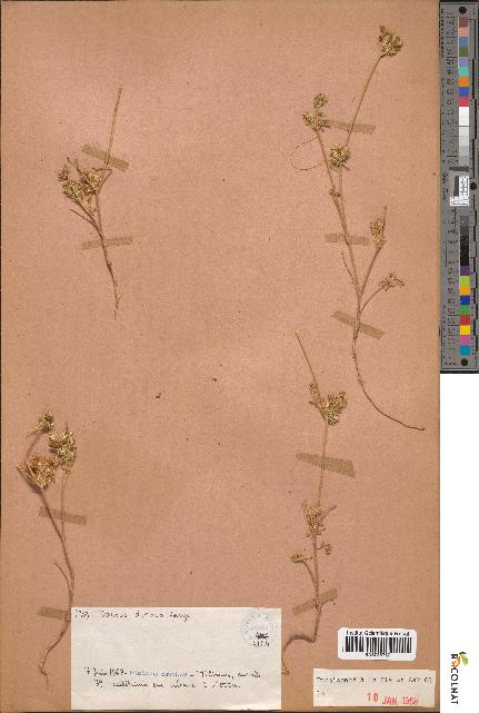spécimen de Daucus durieua