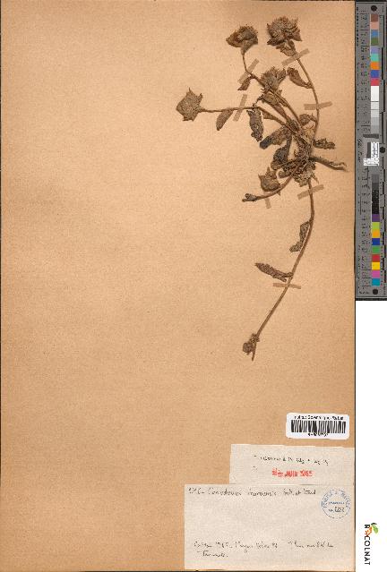 spécimen de Convolvulus gharbensis