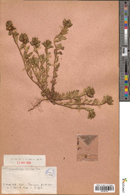 spécimen de Convolvulus humilis