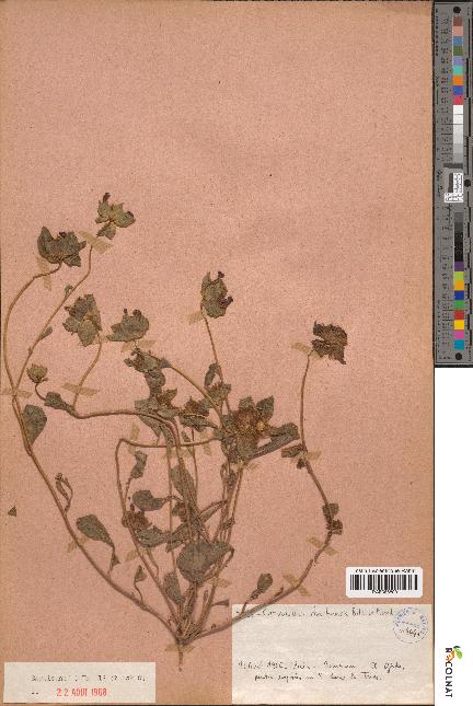 spécimen de Convolvulus gharbensis