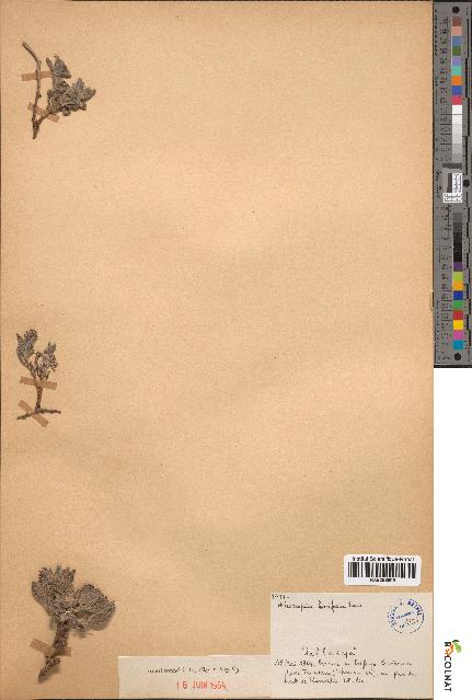 spécimen de Heliotropium bacciferum