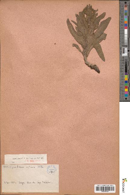 spécimen de Cynoglossum creticum