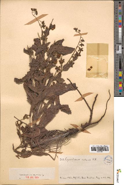 spécimen de Cynoglossum creticum