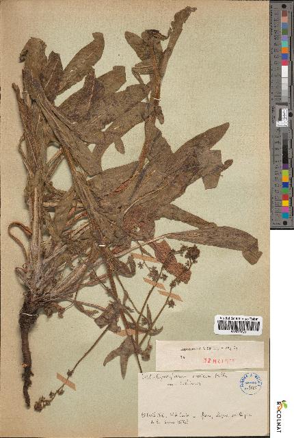 spécimen de Cynoglossum creticum