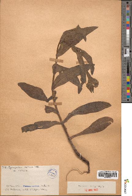spécimen de Cynoglossum creticum
