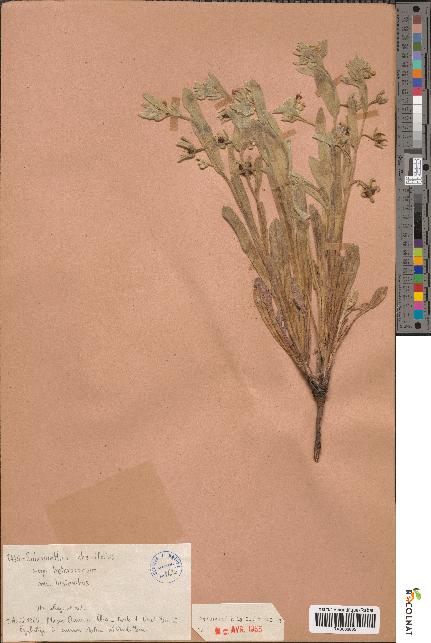 spécimen de Solenanthus cheirifolius