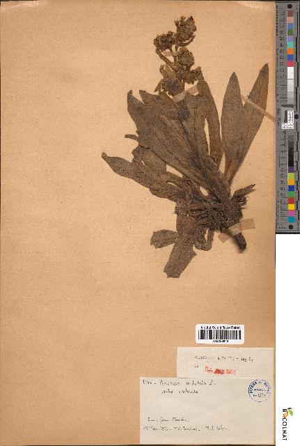 spécimen de Anchusa undulata
