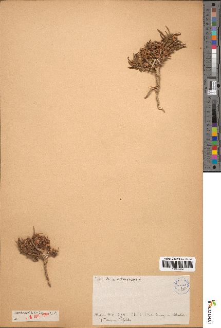 spécimen de Viola arborescens