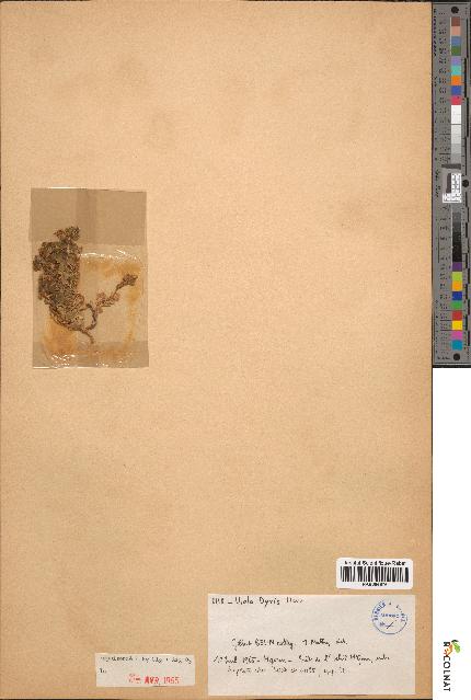 spécimen de Viola dyris