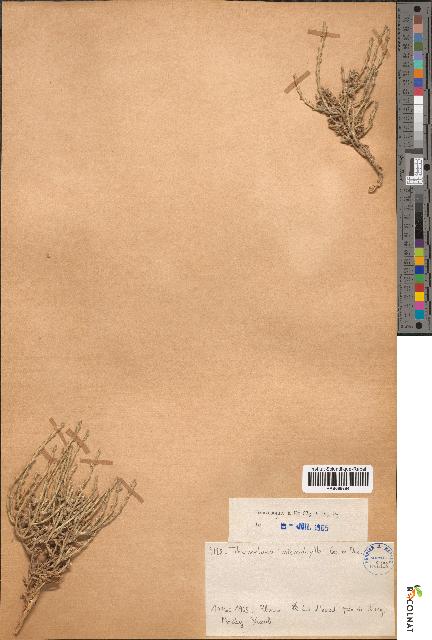 spécimen de Thymelaea microphylla