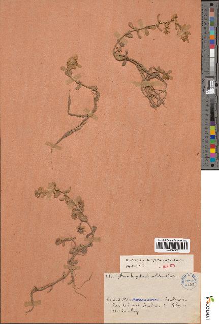 spécimen de Lythrum borysthenicum