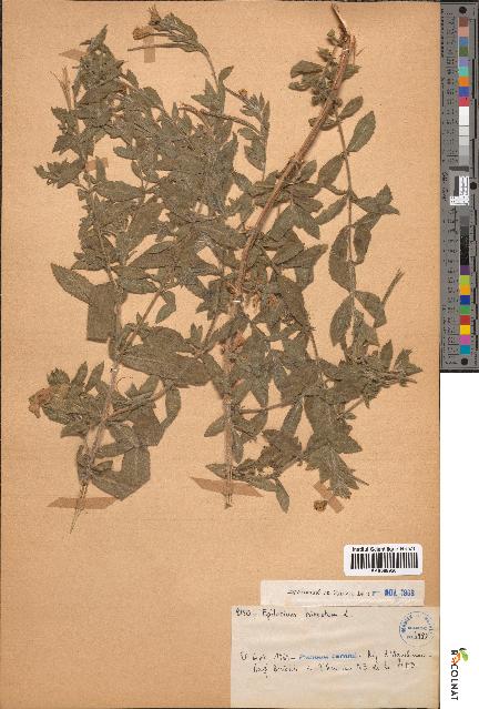 spécimen de Epilobium hirsutum