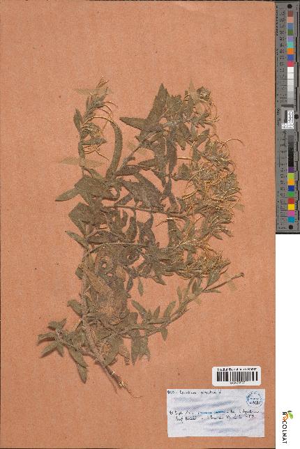 spécimen de Epilobium hirsutum