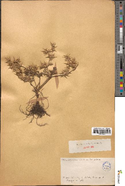 spécimen de Eryngium atlanticum