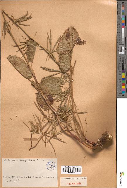 spécimen de Eryngium tricuspidatum