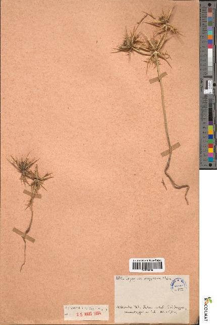 spécimen de Eryngium argyreum