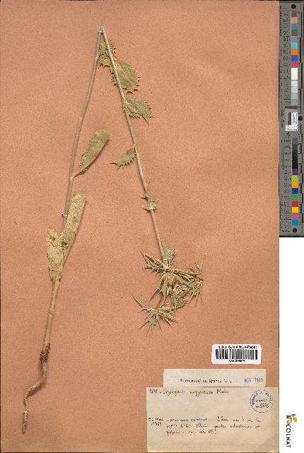 spécimen de Eryngium argyreum