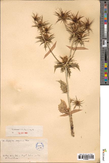spécimen de Eryngium argyreum