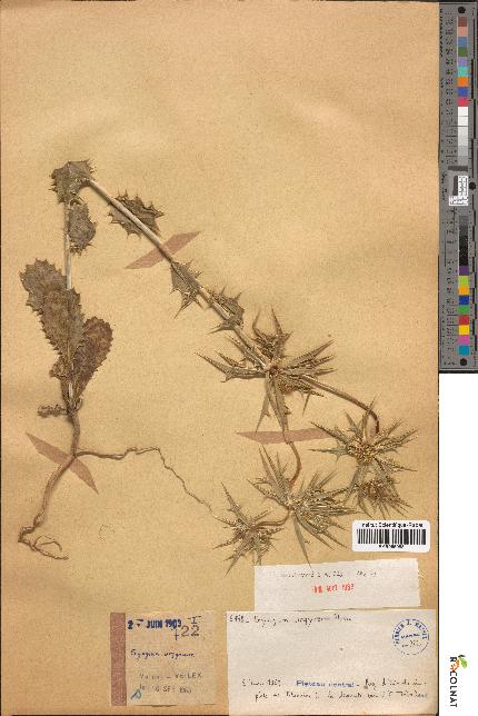 spécimen de Eryngium argyreum
