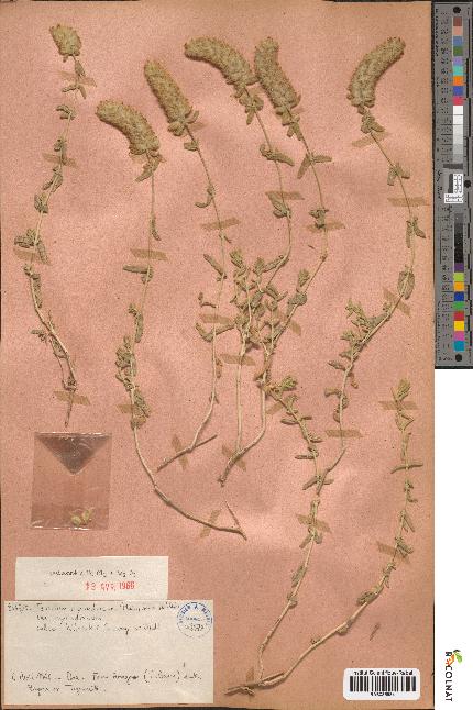 spécimen de Teucrium cylindricum