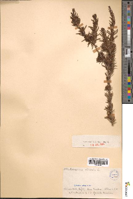 spécimen de Rosmarinus officinalis