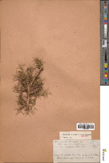spécimen de Genista tricuspidata