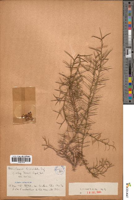 spécimen de Genista tricuspidata