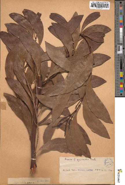 spécimen de Acacia cf pycnantha
