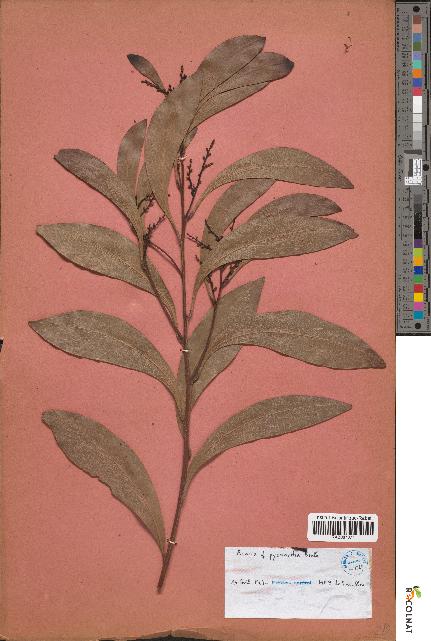spécimen de Acacia cf pycnantha