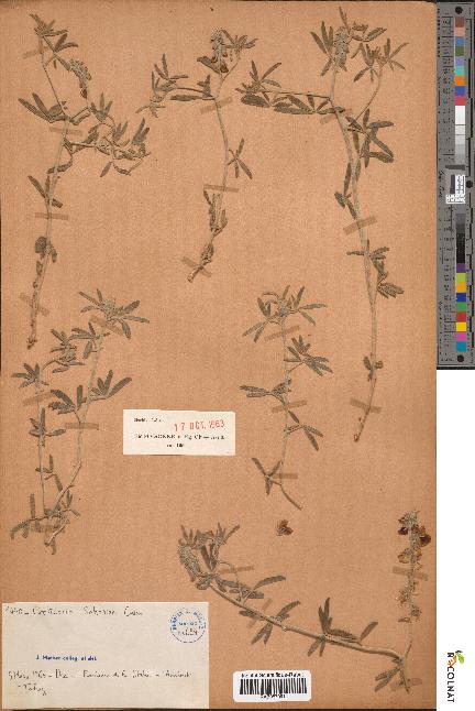 spécimen de Crotalaria saharae