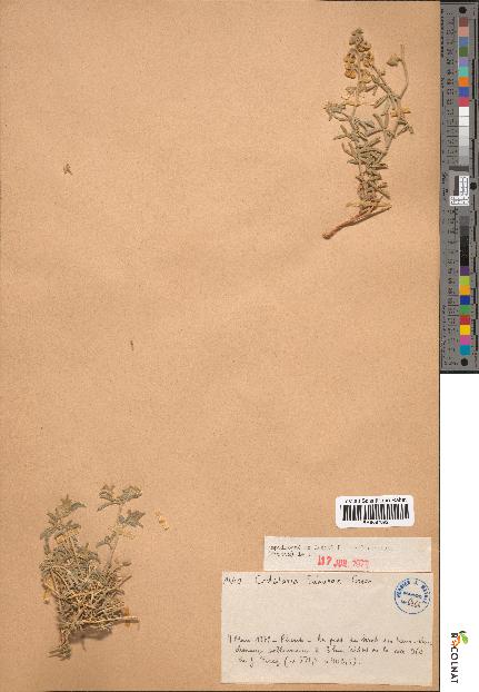 spécimen de Crotalaria saharae