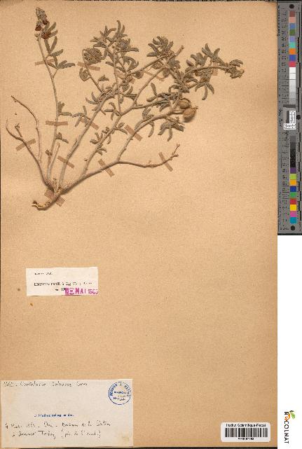 spécimen de Crotalaria saharae