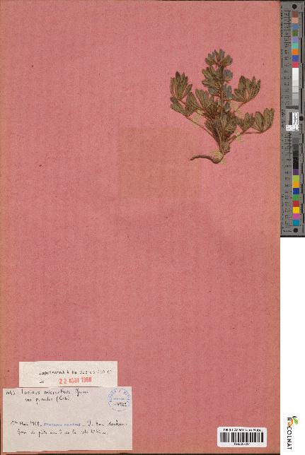 spécimen de Lupinus micranthus