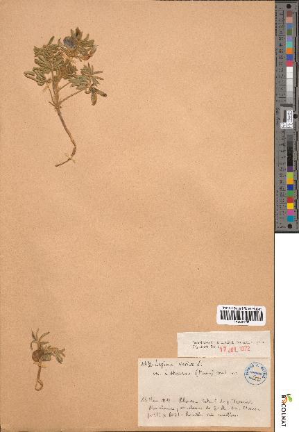 spécimen de Lupinus varius