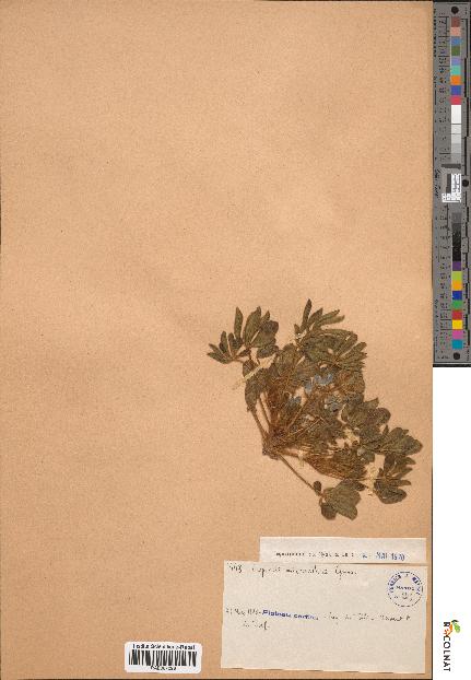 spécimen de Lupinus micranthus