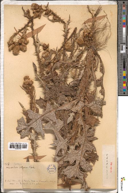 spécimen de Carduus meonanthus