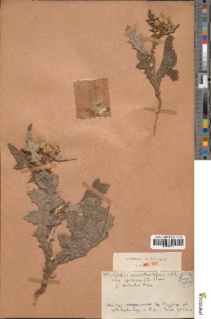 spécimen de Carduus meonanthus
