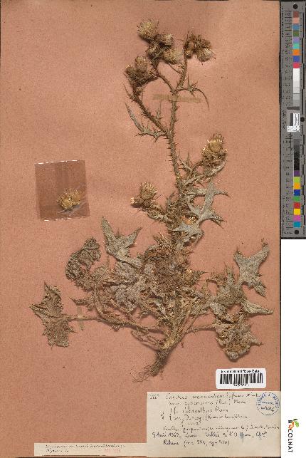 spécimen de Carduus meonanthus