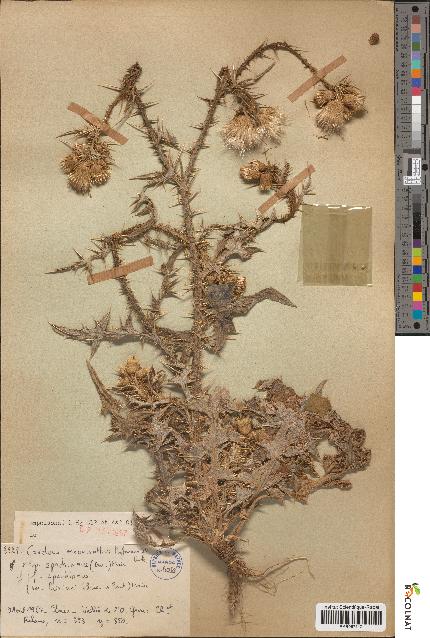 spécimen de Carduus meonanthus