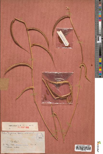 spécimen de Trigonella foenum-graecum