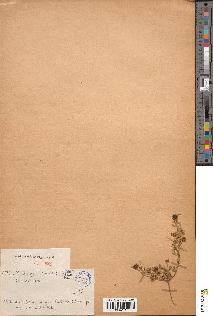spécimen de Medicago laciniata