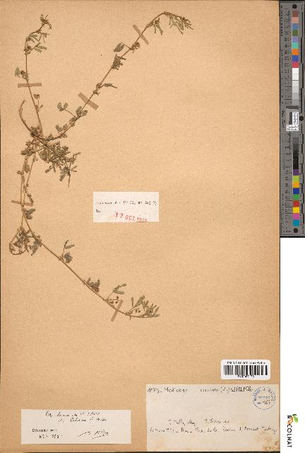 spécimen de Medicago laciniata