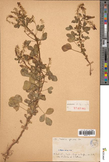 spécimen de Melilotus speciosus