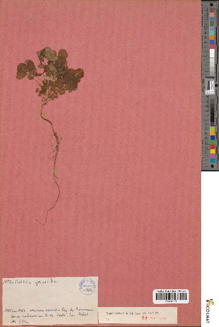 spécimen de Melilotus speciosa