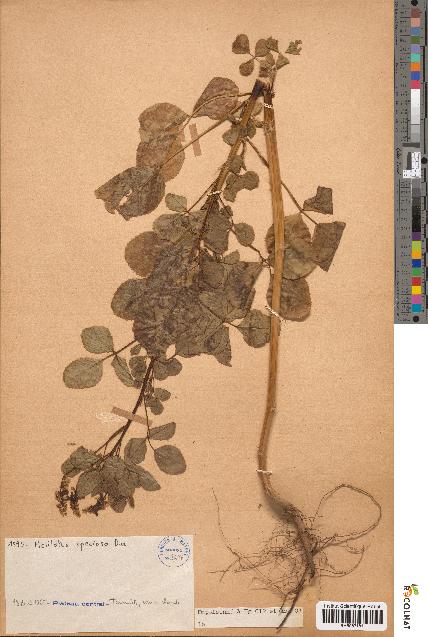 spécimen de Melilotus speciosa