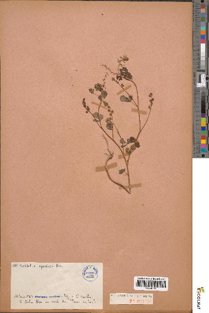 spécimen de Melilotus speciosa