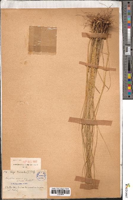 spécimen de Stipa bromoides