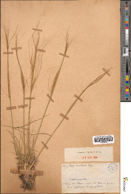 spécimen de Stipa parviflora