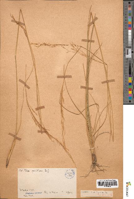 spécimen de Stipa parviflora